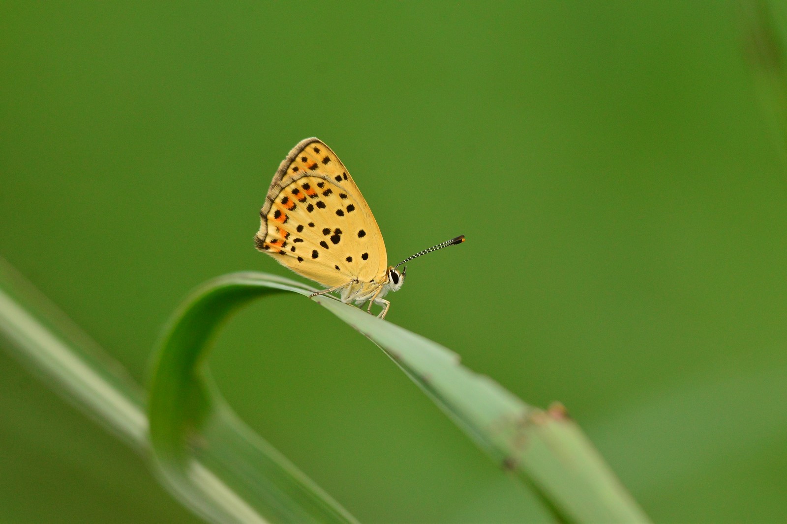 Lycaena tityrus